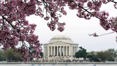 Indahnya Bunga Sakura di Tidal Basin, Washington DC