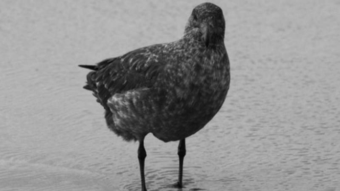 Skuas, burung laut Antartika