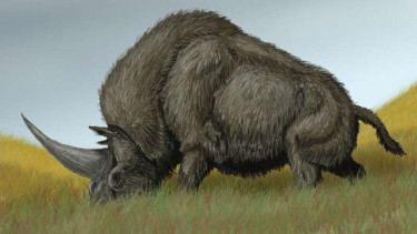 Unicorn Siberia