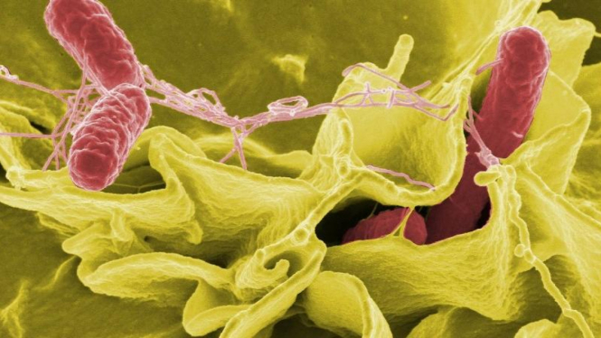 Ilustrasi Bakteri Salmonella