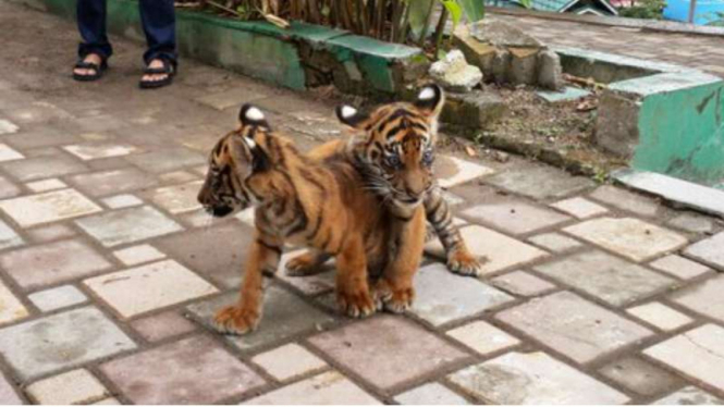 Dua anak Harimau Sumatera yang baru lahir di Kebun Binatang Bukit Tinggi Sumatera Barat. Di Indonesia konflik satwa dan manusia dan rusaknya habitat menjadi ancaman terhadap hewan-hewan ini,