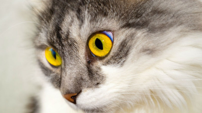 Ilustrasi kucing
