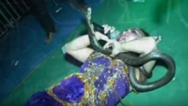 Pedangdut Irma Bule tewas usai dipatuk ular jenis kobra di atas panggung, Senin malam (4/4/2016). Irma sempat diselematkan ke RS, namun bisa ular terlanjur menyebar.
