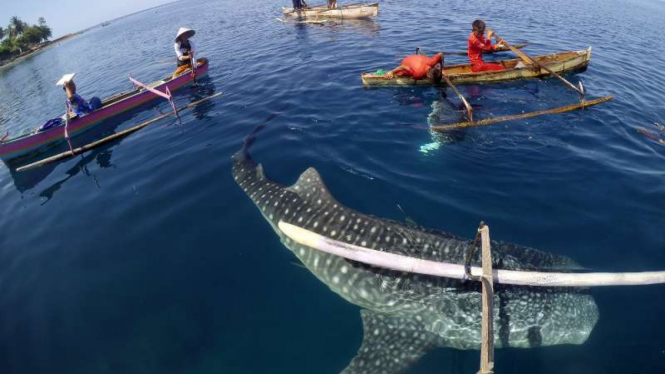 Hiu Paus (Whale Shark).