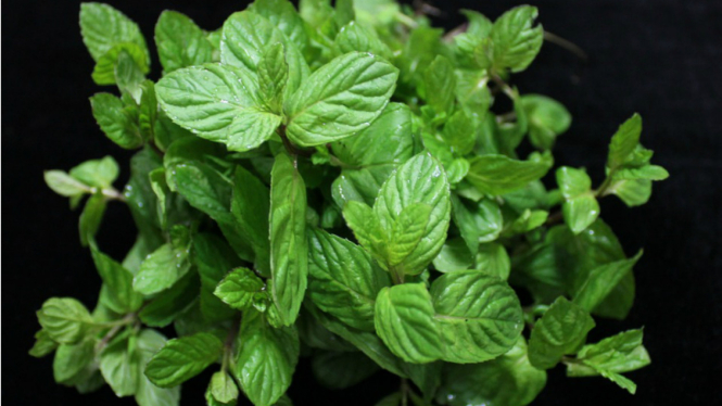 Daun Mint