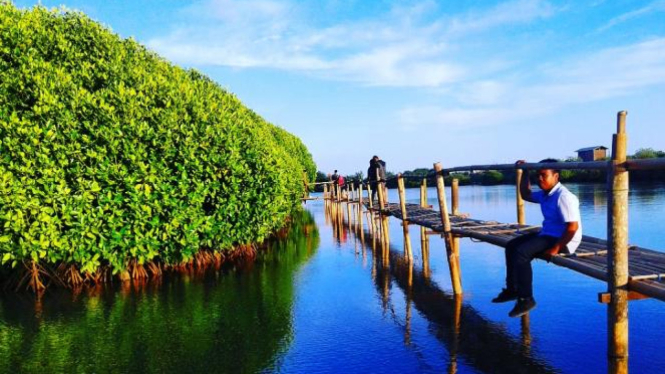 Hutan Mangrove Kulon Progo