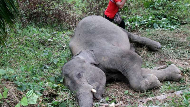 Warga berada di samping seekor gajah sumatera jantan yang mati di kawasan perkebunan kelapa sawit PT Dwi Kencana Semesta Kecamatan Banda Alam, Aceh Timur, Aceh, Minggu (17/4/2016)
