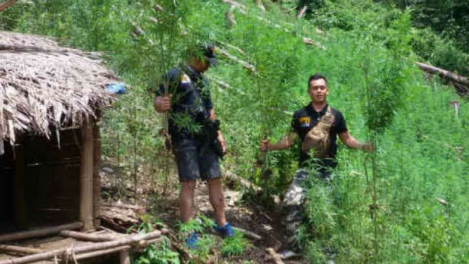Pohon Ganja Siap Panen Seluas 5 Hektare Ditemukan di Sumut