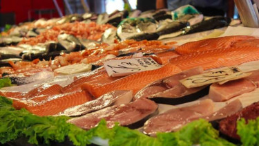 Ilustrasi ikan tuna