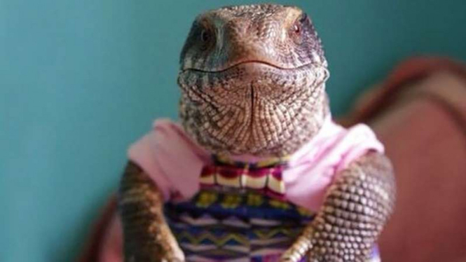 Biawak