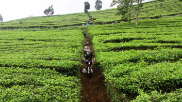 Ilustrasi kebun teh