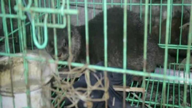 Seekor berang-berang dewasa yang diamankan warga desa di Garut, Senin malam (25/4/2016). Ratusan berang-berang ini menyerang warga desa dan ternak.