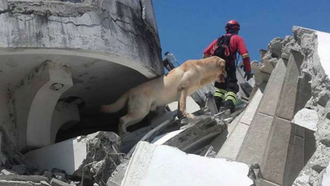 Anjing penyelamat, Dayko