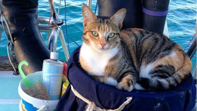 Kucing Captain Liz Clark