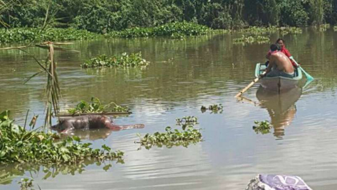 Jasad orangutan ditemukan terapung dalam kondisi membusuk.
