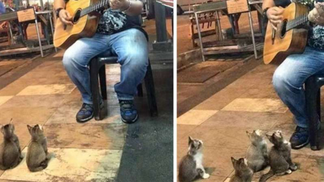 Kucing Mendengarkan Musik