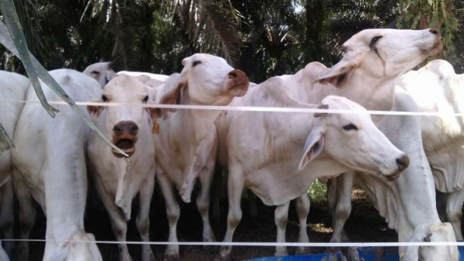 Sapi