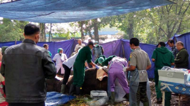 Proses autopsi terhadap Yani, Gajah Sumatera yang mati di Kebun Binatang Bandung