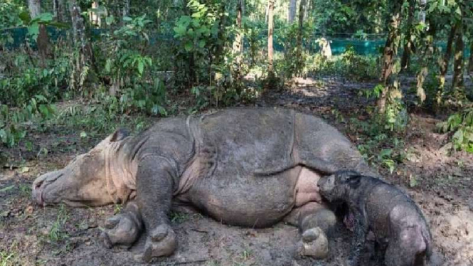 Badak Sumatera, Ratu bersama anaknya