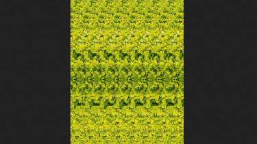 Magic Eye