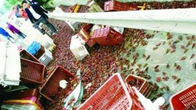 Ribuan kilogram udang yang berceceran di jalanan.