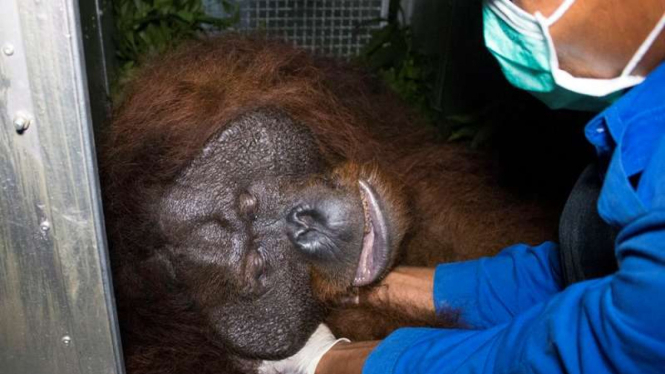Orang utan 