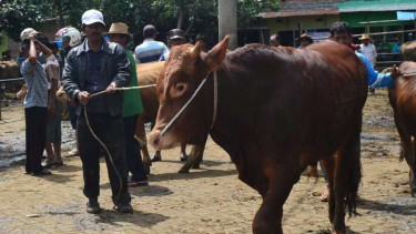 Pedagang sapi di Pasar Hewan Tumpang Kabupaten Malang