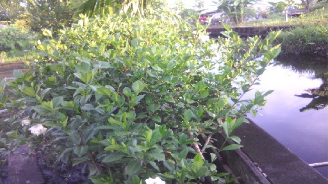 Kayu belian atau Ulin yang ditanam di sekitar parit.