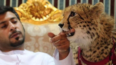 Humaid AlBuQaish dan hewan peliharaannya