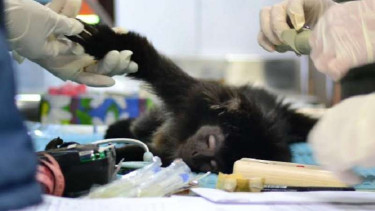 Perawatan lutung di Pusat Rehabilitasi Lutung Jawa, Javan Langur Center.
