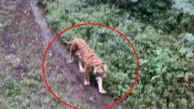 Penampakan Harimau Jawa yang menghebohkan jejaring sosial