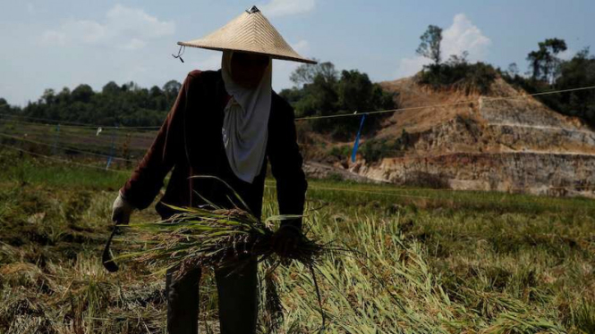 Petani panen padi di sawah.
