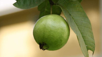 Daun Jambu Biji Bisa Sehatkan Rambut