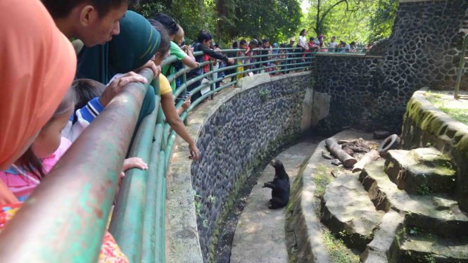 Ilustrasi/Para pengunjung memberi makan seekor beruang madu di Taman Margasatwa Ragunan, Jakarta, Kamis (7/7/2016).