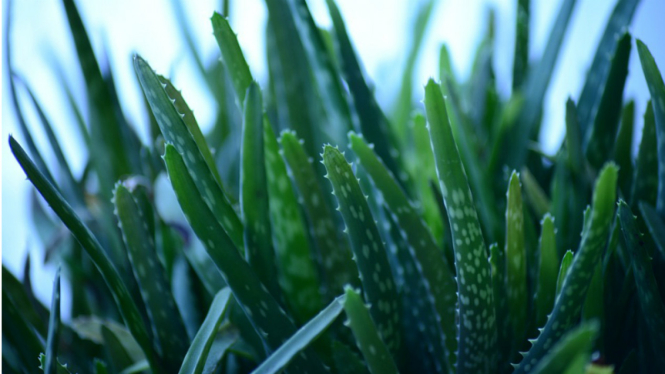 Lidah buaya (aloe vera)