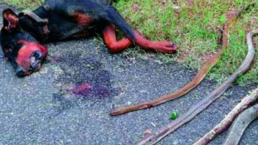 Anjing penyelamat 