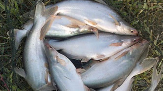 Ikan Patin 
