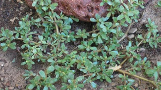 Ajaib, Rumput Liar Ini Bisa Obati Stroke Hingga Autisme