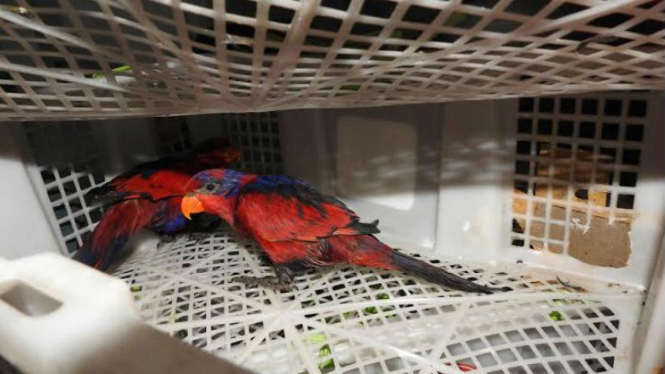 Burung Nuri Talaud, diamankan petugas