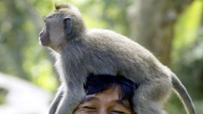 Monyet hinggap di kepala turis