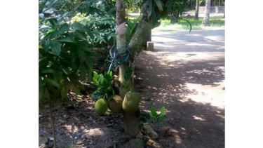 Buah Gori atau nangka muda