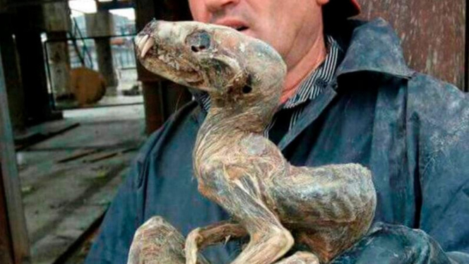 Fosil mirip dinosaurus