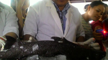Temuan Ikan Aneh di Minahasa Diperkirakan Jenis Hiu