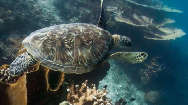 Google Street View Fukui Taman Nasional Bunaken.