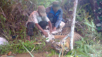 Polisi Yakin Tak Ada Dalang Perburuan Harimau di Aceh