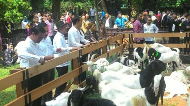 Kontes Domba di Kebun Raya.