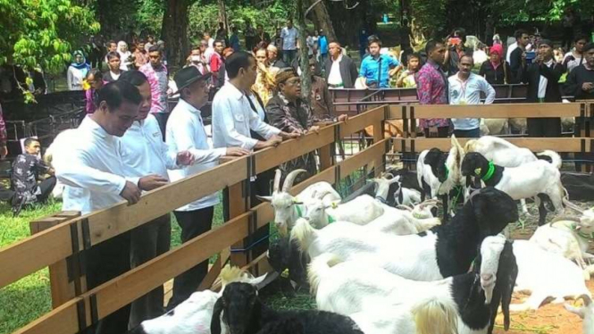 Kontes Domba di Kebun Raya.