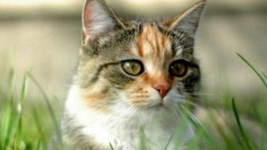 Ilustrasi kucing.