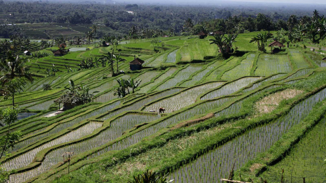 Melihat Sawah Terasering di Jatiluwih Tabanan