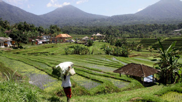 Melihat Sawah Terasering di Jatiluwih Tabanan